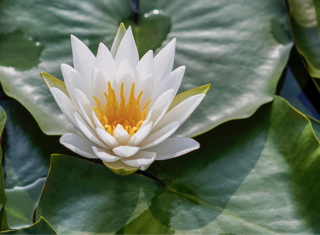 White Lotus flower