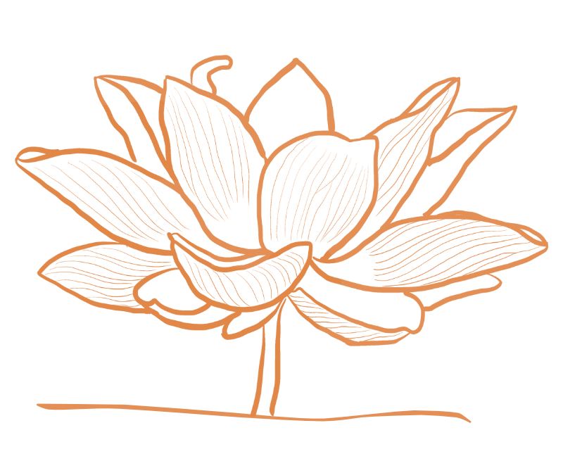 Lotusblume Zeichnung