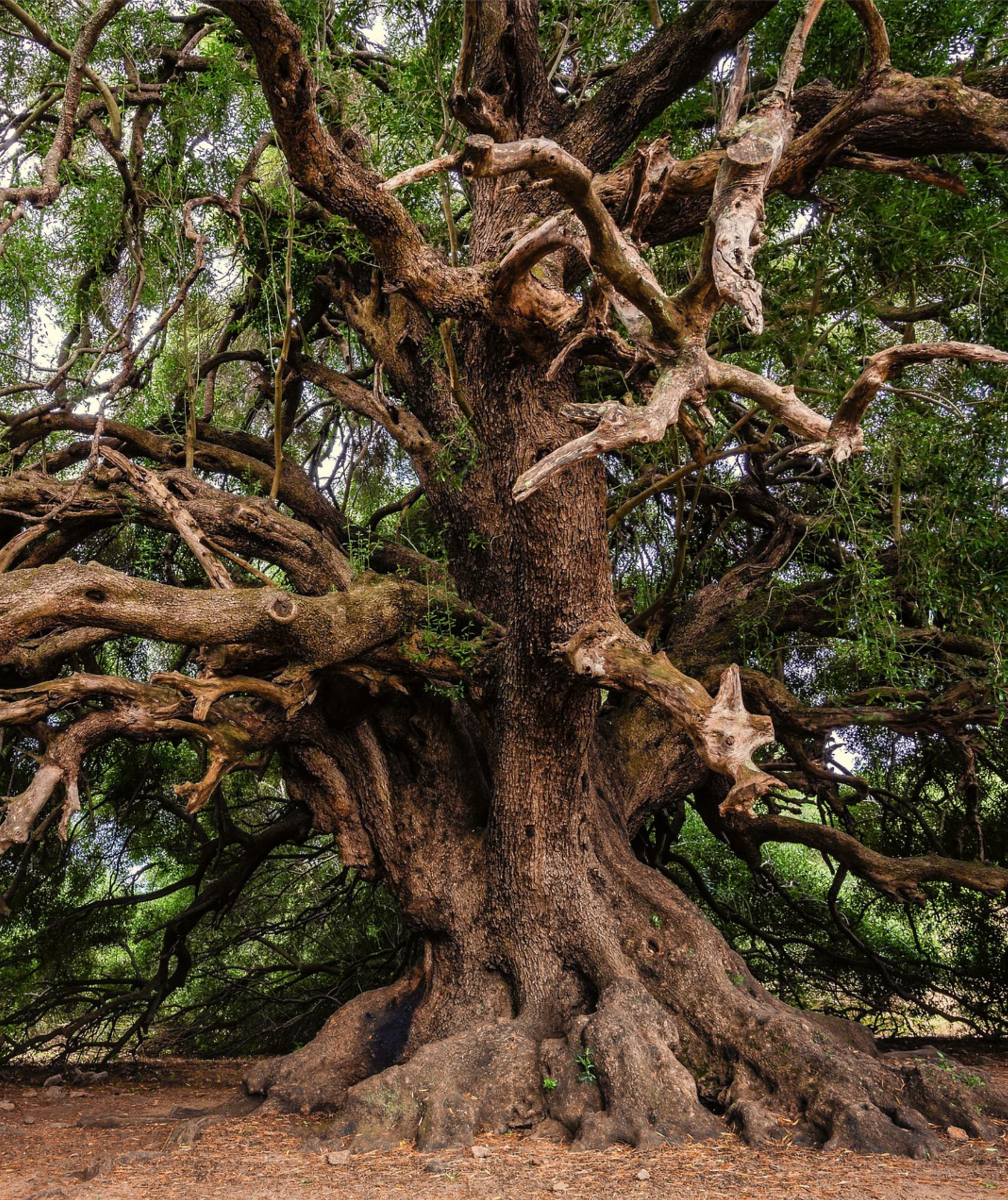 Mächtiger Baum mit starken Wurzeln